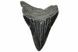Serrated, Fossil Megalodon Tooth - South Carolina #310069-1